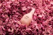JURLIQUE ROSEWATER BALANCING MIST 100ML