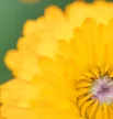 JURLIQUE CALENDULA CREAM 50ML