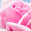 JURLIQUE ROSE HAND CREAM 125ML