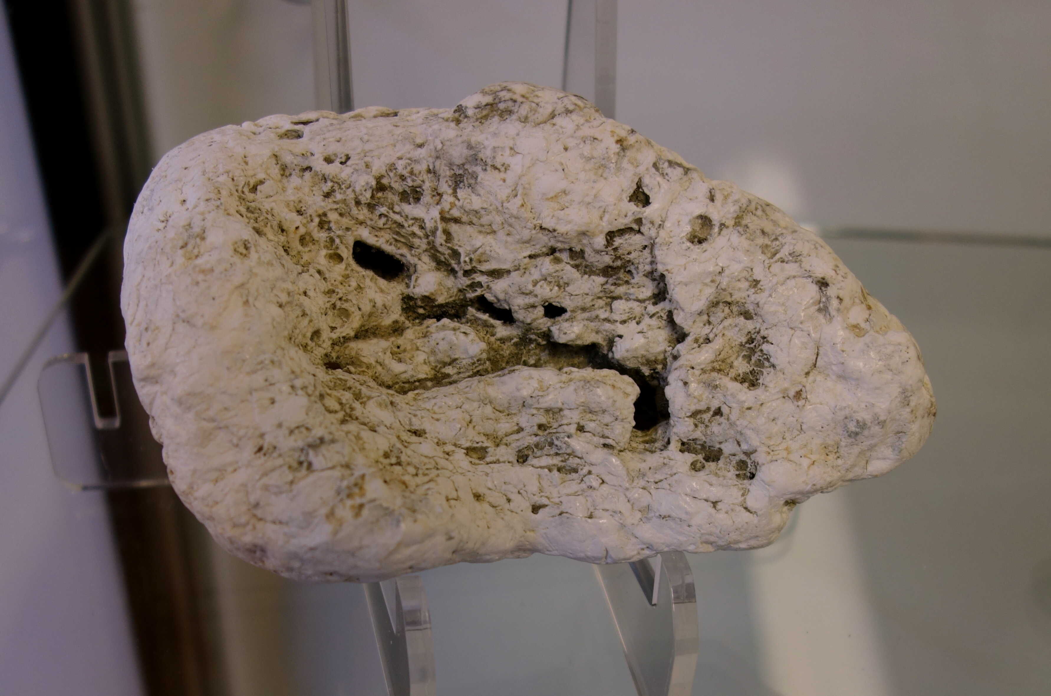 ambergris